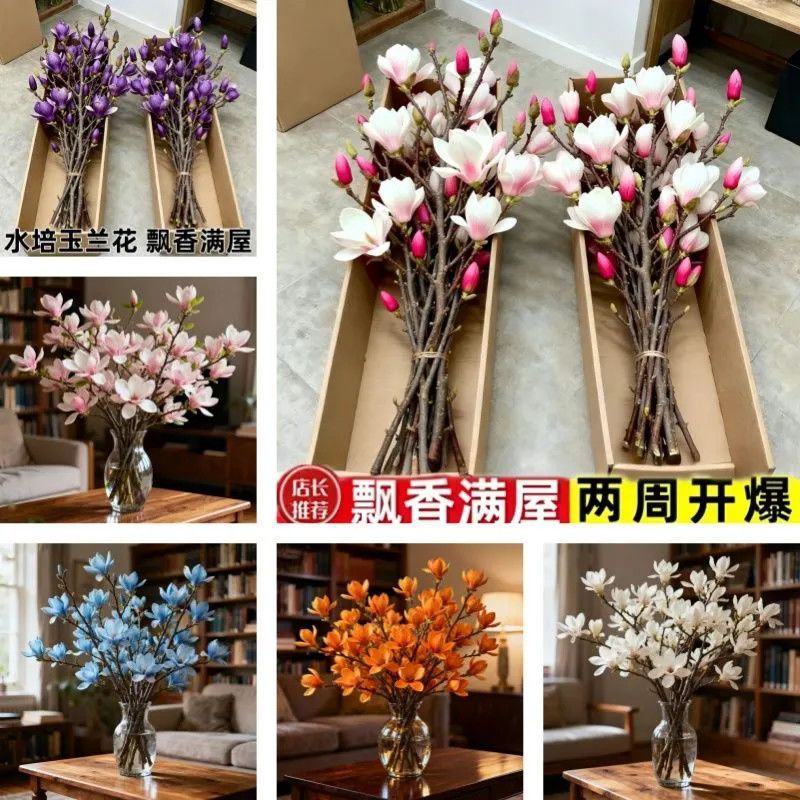 水培玉兰花耐寒鲜枝浓香型枝带室内耐寒花卉绿植招财