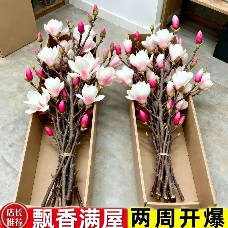 水培玉兰花耐寒鲜枝浓香型枝带室内耐寒花卉绿植招财