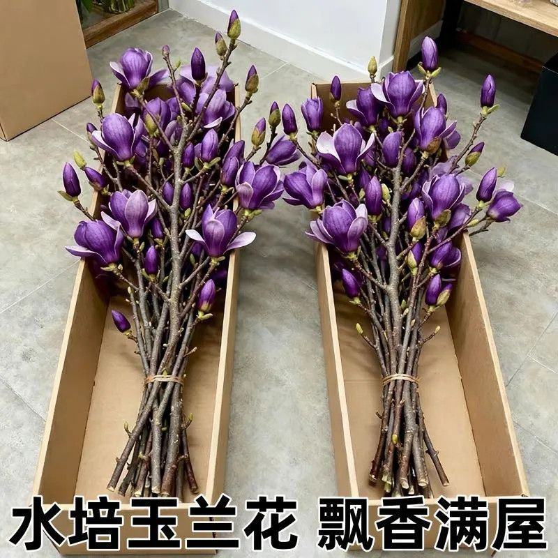 水培玉兰花耐寒鲜枝浓香型枝带室内耐寒花卉绿植招财