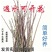 水培玉兰花耐寒鲜枝浓香型枝带室内耐寒花卉绿植招财