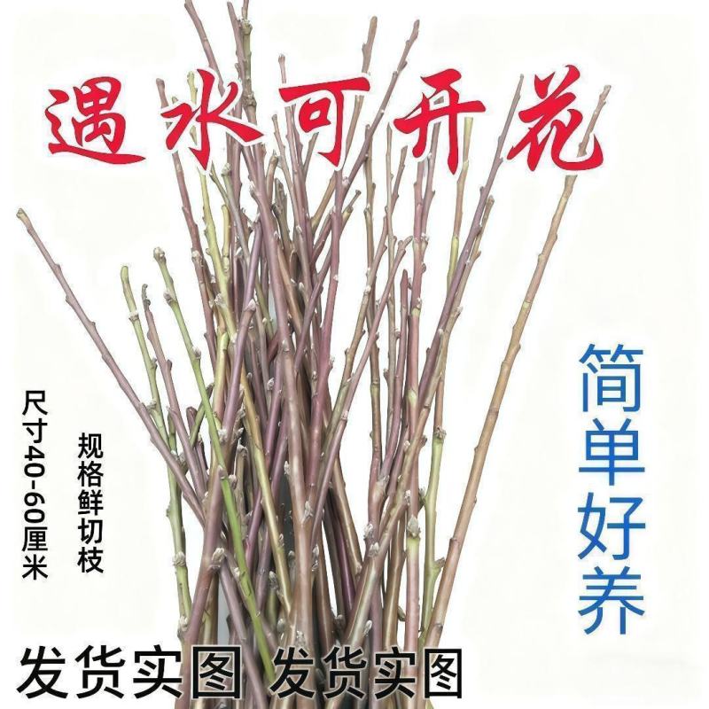 水培玉兰花耐寒鲜枝浓香型枝带室内耐寒花卉绿植招财