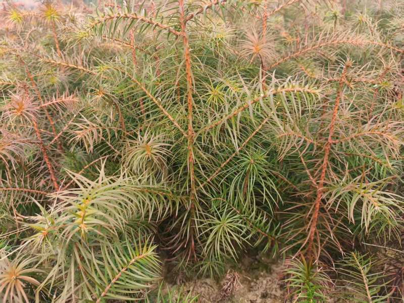 红心杉裸根苗基地直发量大从优价格美丽欢迎来电