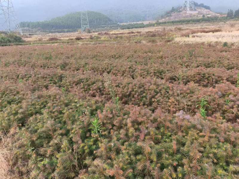 红心杉裸根苗基地直发量大从优价格美丽欢迎来电
