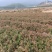 红心杉裸根苗基地直发量大从优价格美丽欢迎来电