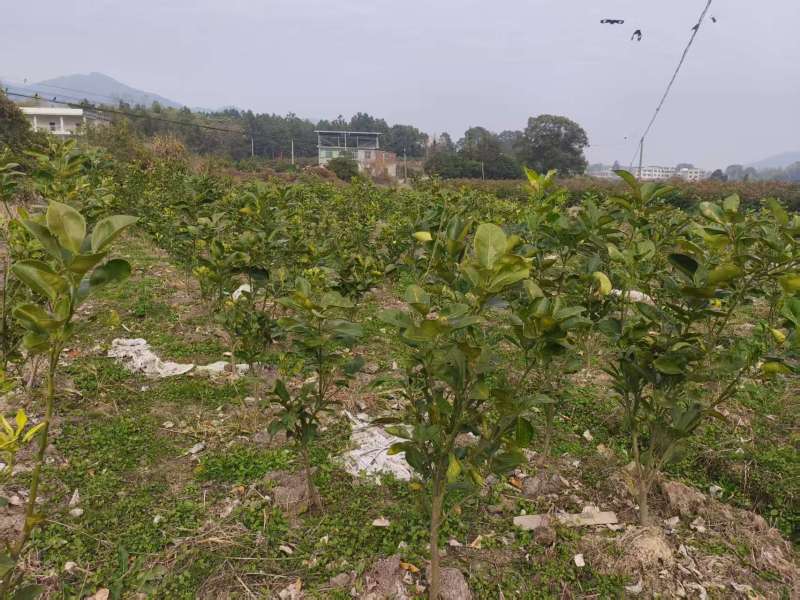金兰柚树苗基地直发量大从优价格美丽欢迎来电
