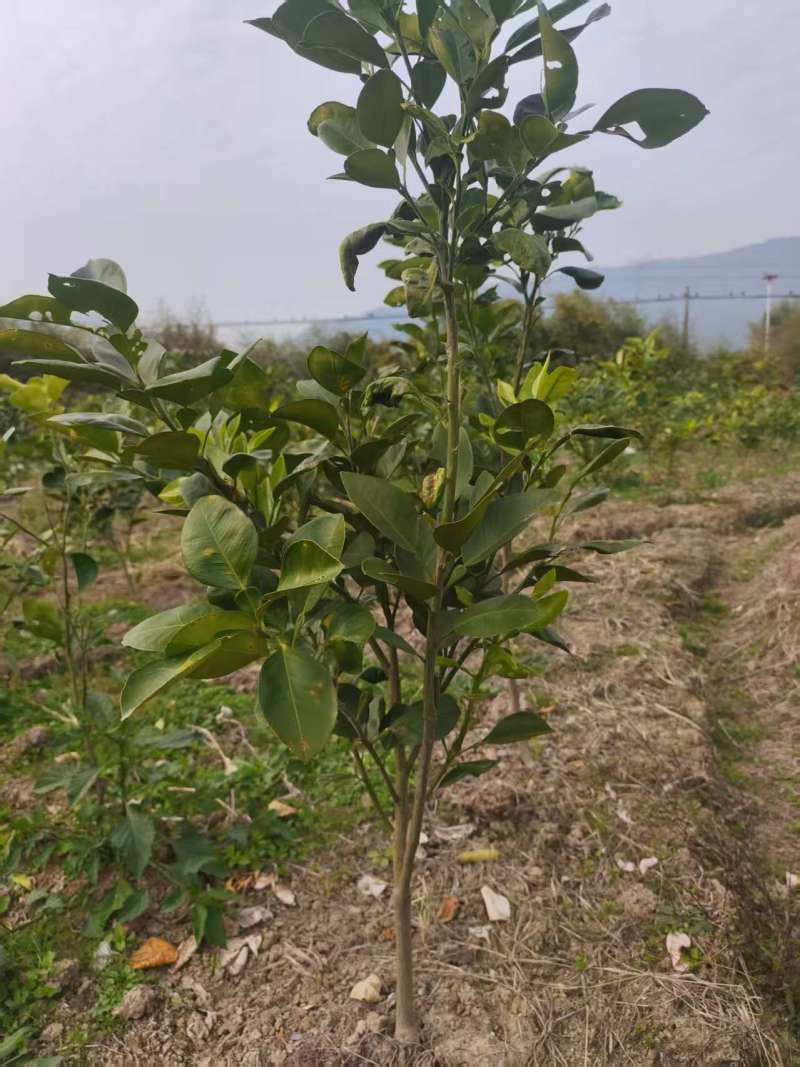 金兰柚树苗基地直发量大从优价格美丽欢迎来电