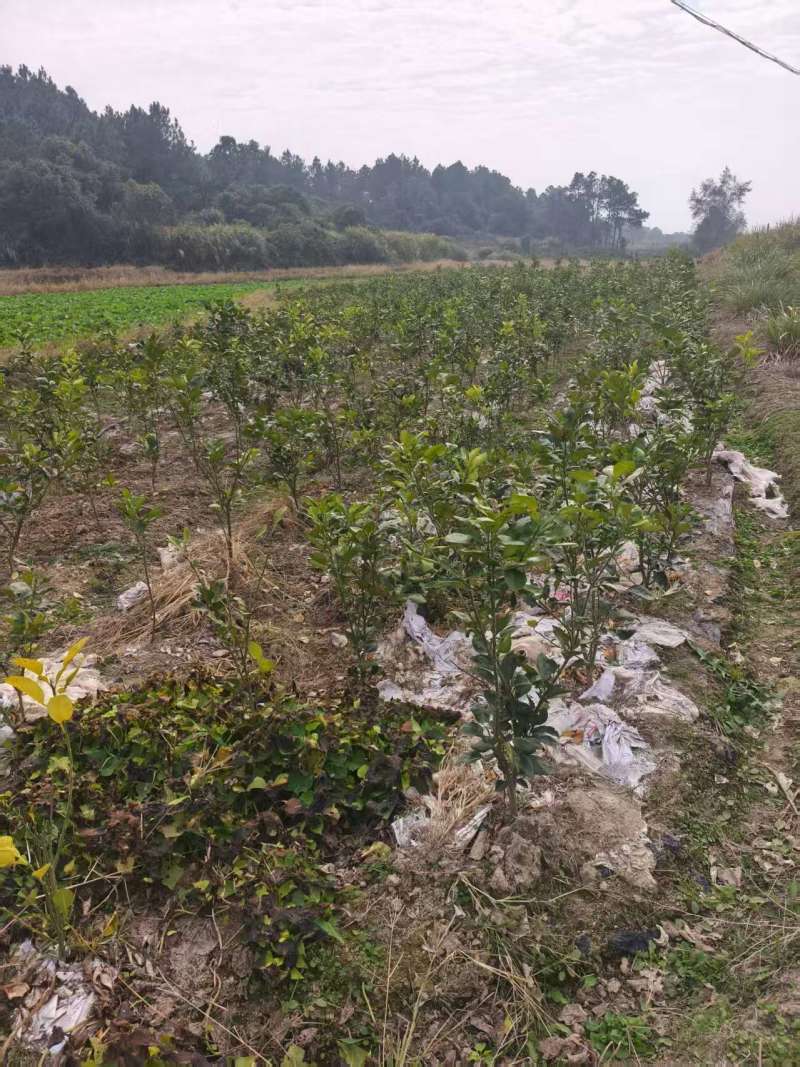 金兰柚树苗基地直发量大从优价格美丽欢迎来电