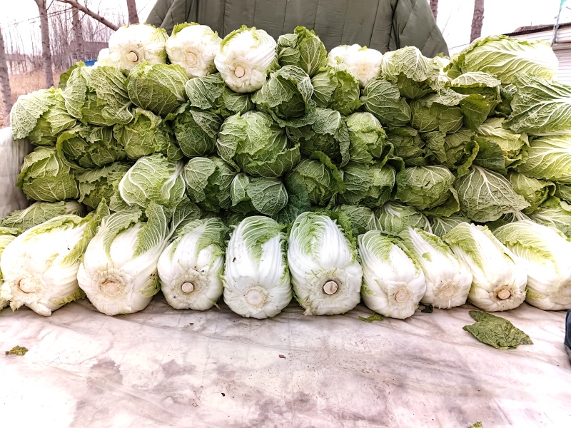 滨州市惠民县黄心白菜