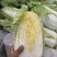 滨州市惠民县黄心白菜