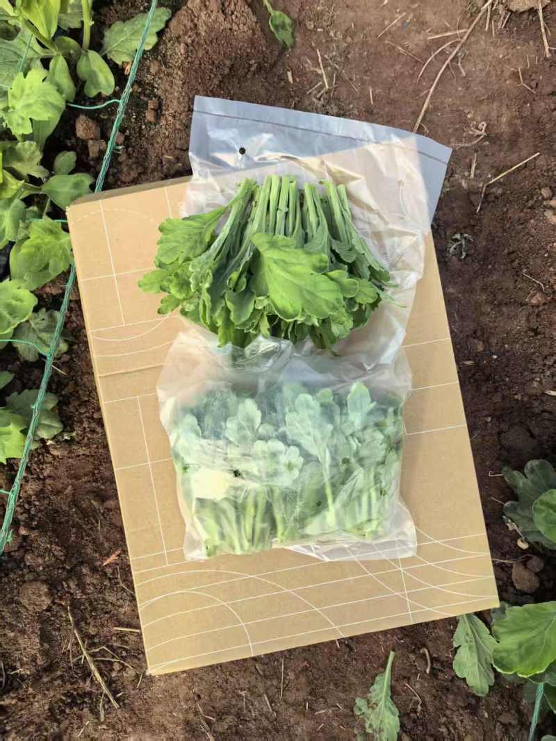 糖心菊插条苗