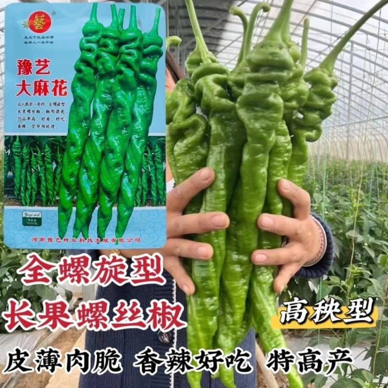 豫艺大麻花全螺旋螺丝线椒种子高秧大果香辣特高产耐贮运基地
