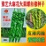 豫艺大麻花全螺旋螺丝线椒种子高秧大果香辣特高产耐贮运基地