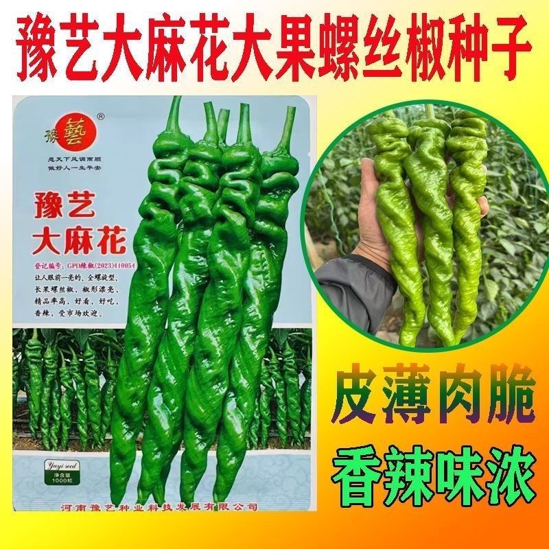 豫艺大麻花全螺旋螺丝线椒种子高秧大果香辣特高产耐贮运基地