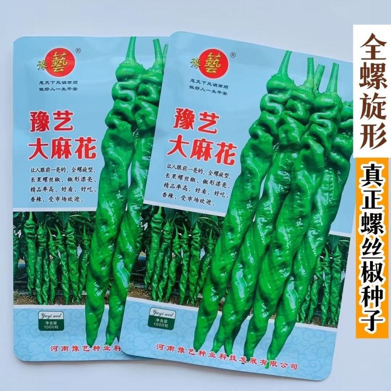 豫艺大麻花全螺旋螺丝线椒种子高秧大果香辣特高产耐贮运基地