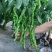 豫艺大麻花全螺旋螺丝线椒种子高秧大果香辣特高产耐贮运基地