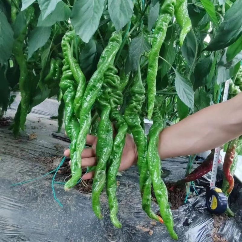 豫艺大麻花全螺旋螺丝线椒种子高秧大果香辣特高产耐贮运基地