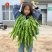 豫艺大麻花全螺旋螺丝线椒种子高秧大果香辣特高产耐贮运基地