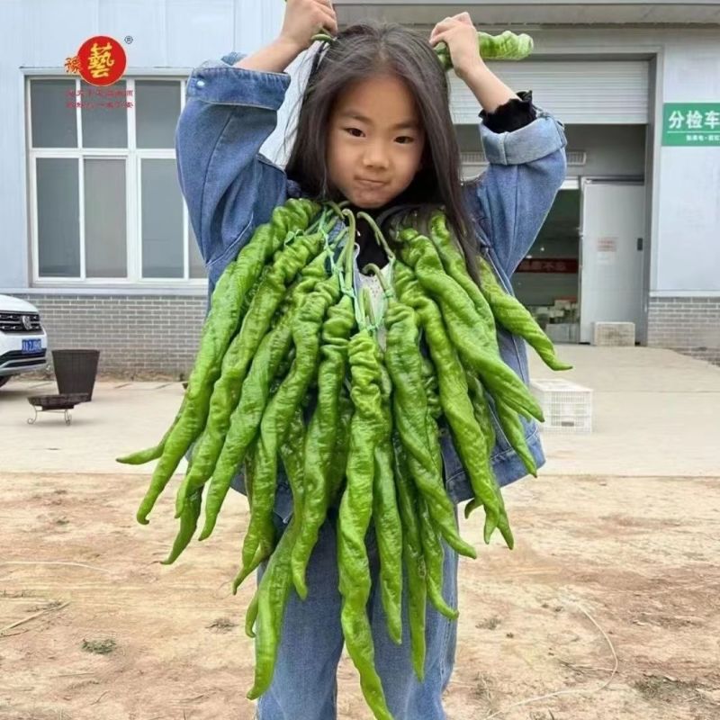 豫艺大麻花全螺旋螺丝线椒种子高秧大果香辣特高产耐贮运基地