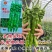 豫艺大麻花全螺旋螺丝线椒种子高秧大果香辣特高产耐贮运基地