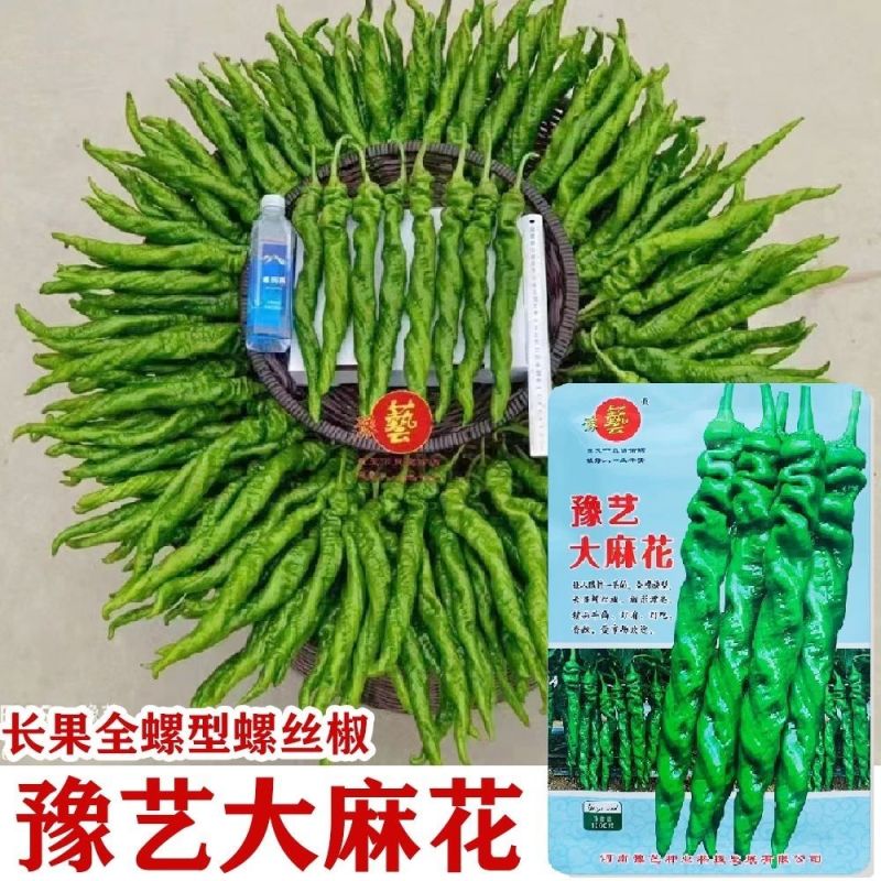 豫艺大麻花全螺旋螺丝线椒种子高秧大果香辣特高产耐贮运基地