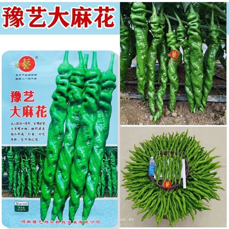 豫艺大麻花全螺旋螺丝线椒种子高秧大果香辣特高产耐贮运基地