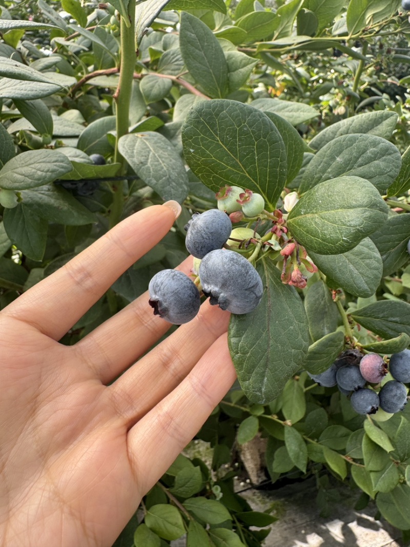 云南花香蓝莓L25大果