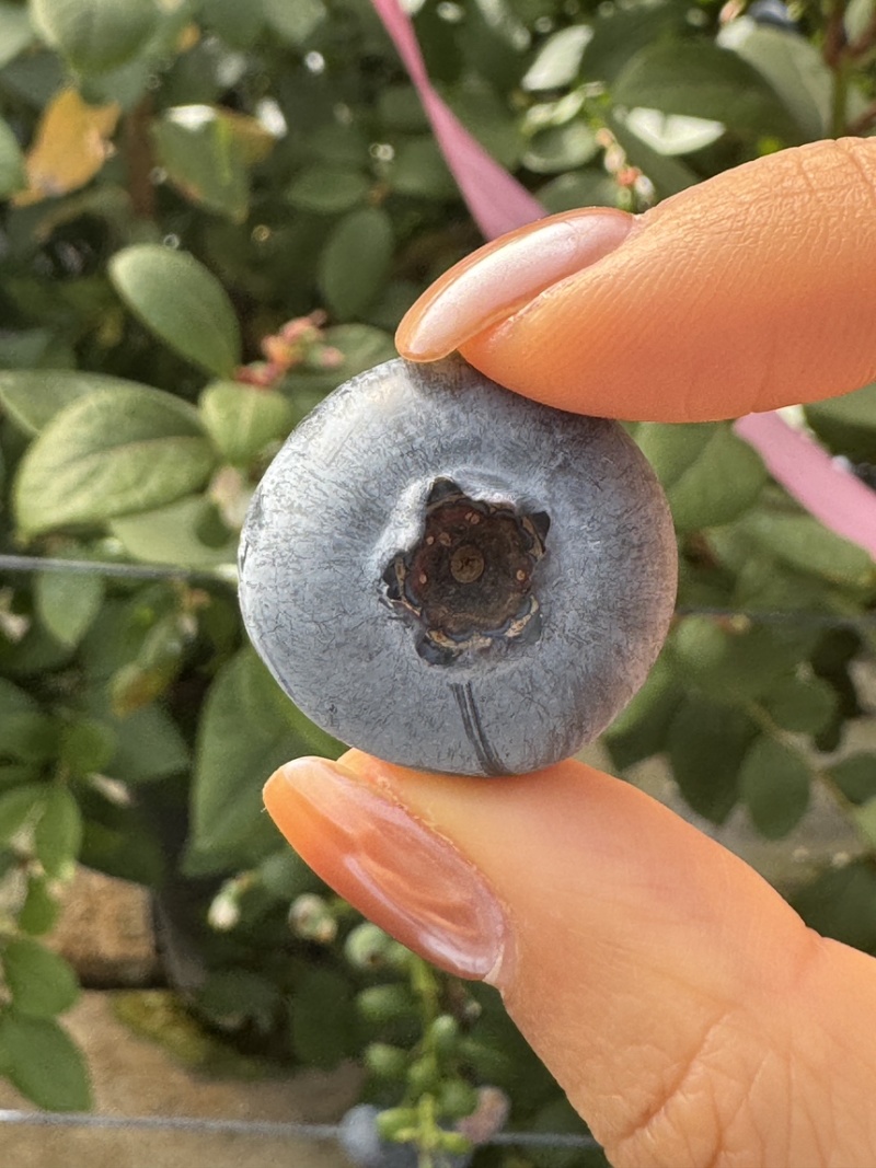 云南花香蓝莓L25大果