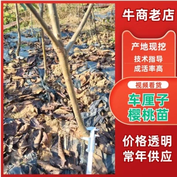 自家培育的车厘子树苗，又名红灯笼，大小都有