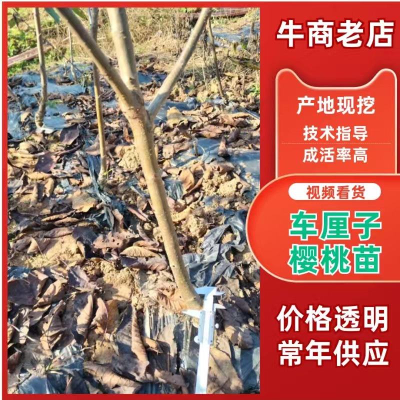 自家培育的车厘子树苗，又名红灯笼，大小都有