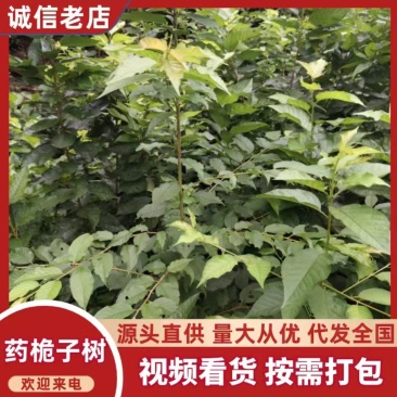 玛瑙红樱桃苗，又名乌克兰。大小都有欢迎各位老板前来报到。