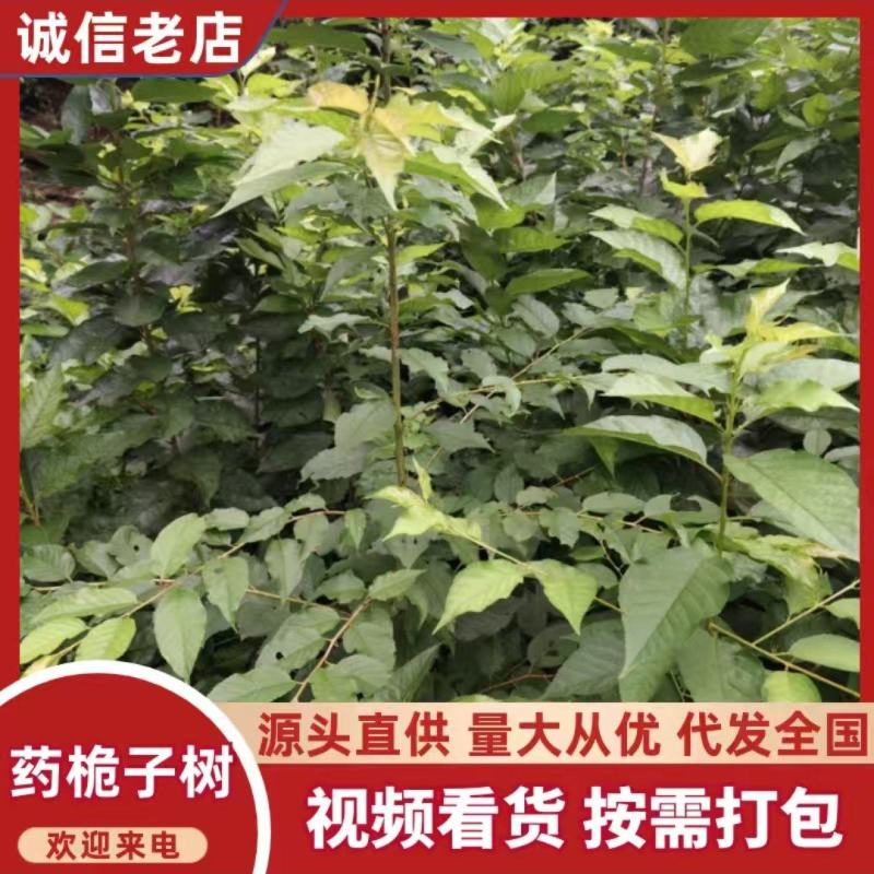 玛瑙红樱桃苗，又名乌克兰。大小都有欢迎各位老板前来报到。