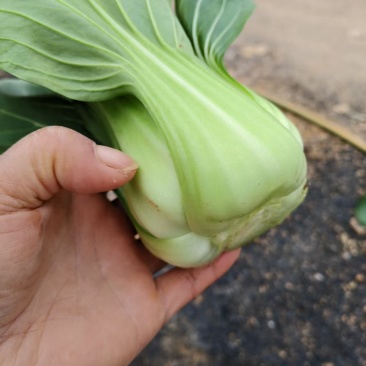上海青