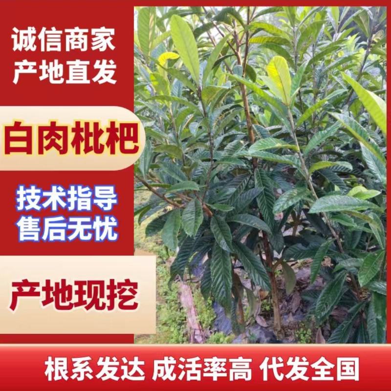 矮化白肉枇杷苗大量有货产地直发提供技术指导