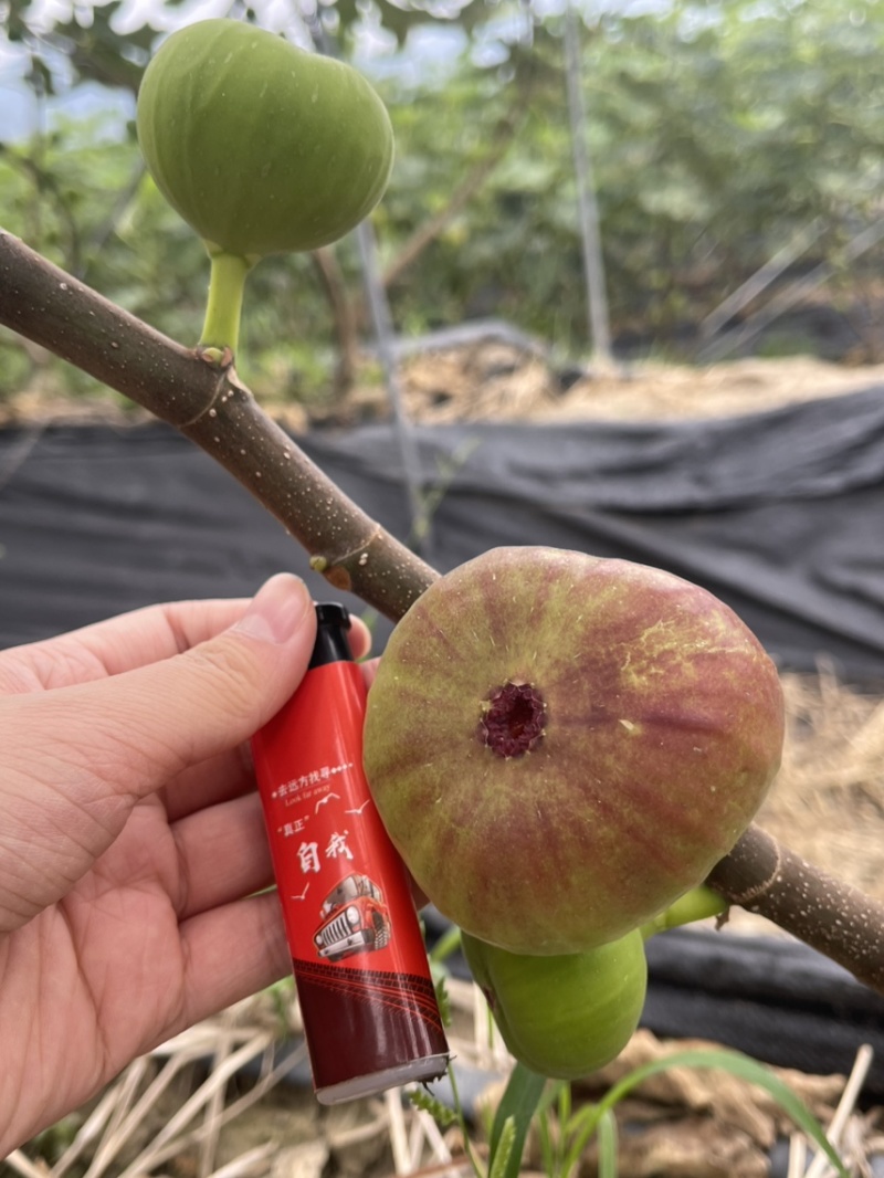 云南反季节无花果
