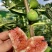 云南反季节无花果