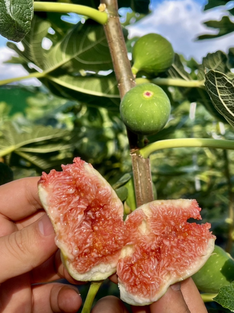 云南反季节无花果