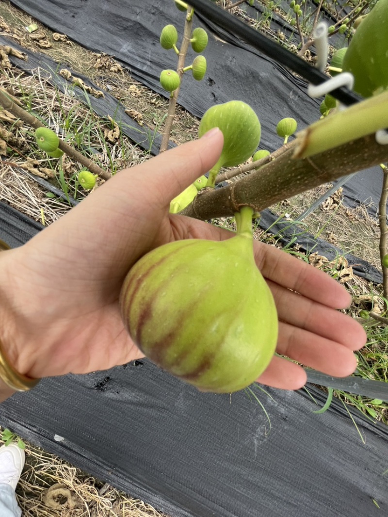 云南反季节无花果