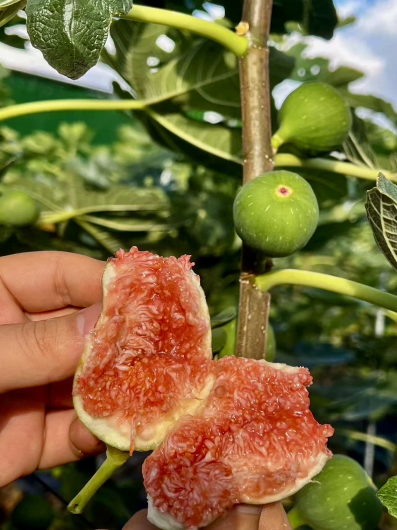 云南反季节无花果