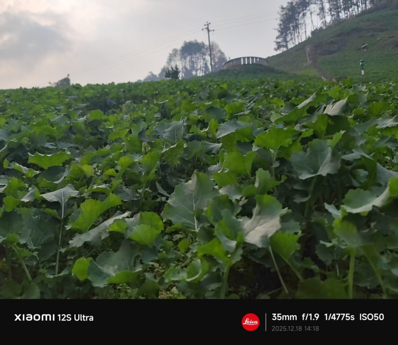 油菜苔
