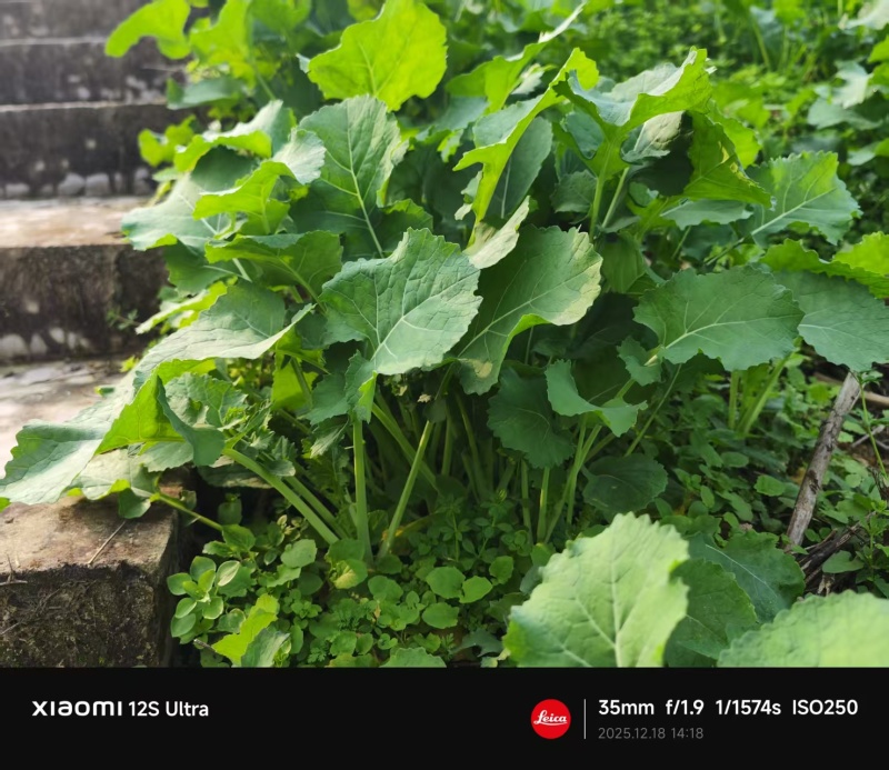 油菜苔