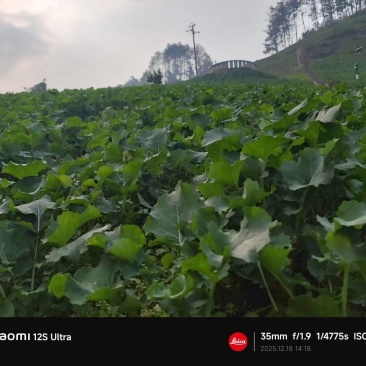 油菜苔
