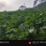 油菜苔