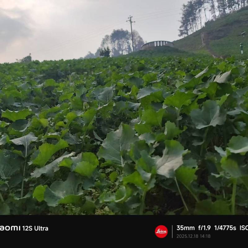 油菜苔