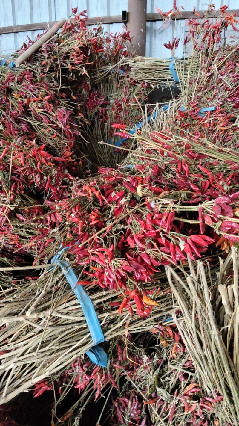 河南红干辣椒产地直发货源充足量大价优欢迎随时订购