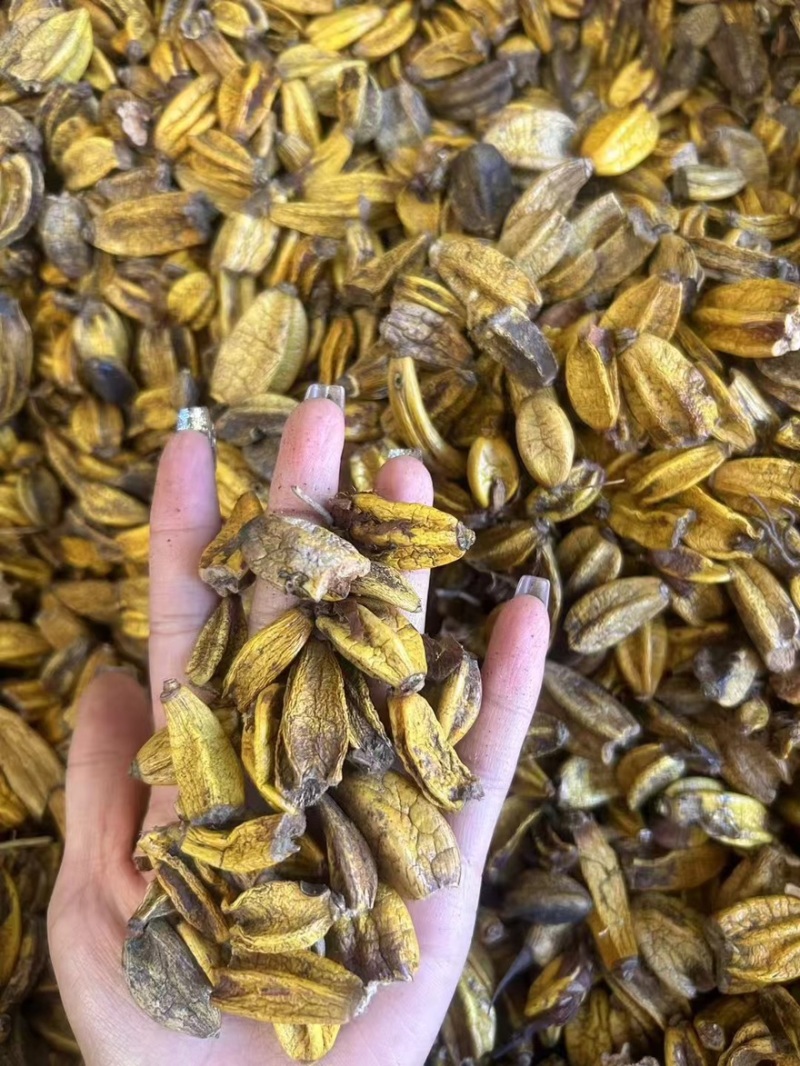 石仙桃，玉枢丹，纯野生天然草本一手货源批发！
