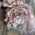 多肉羊蝎子