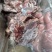 多肉羊蝎子