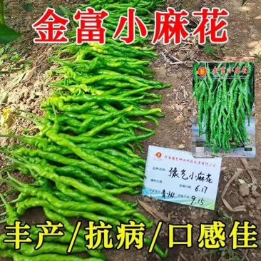 豫艺金富小麻花螺丝椒长果薄皮螺丝线椒种子春秋季丰产抗病
