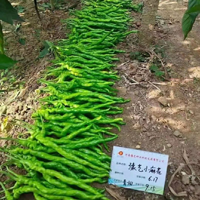 豫艺金富小麻花螺丝椒长果薄皮螺丝线椒种子春秋季丰产抗病