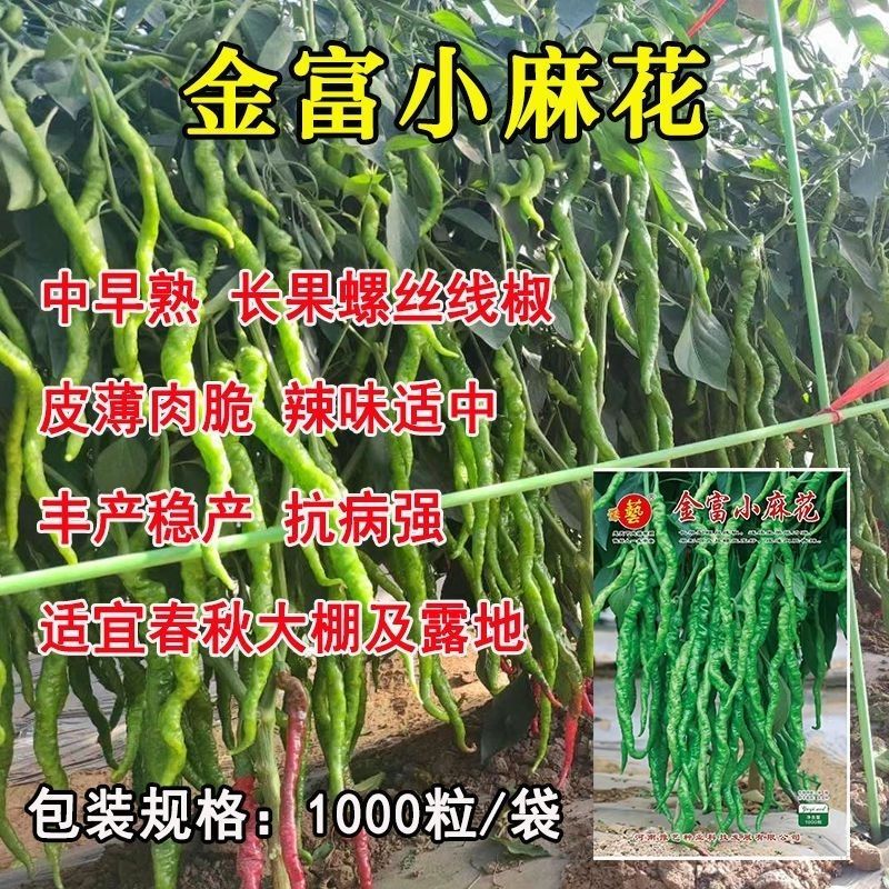 豫艺金富小麻花螺丝椒长果薄皮螺丝线椒种子春秋季丰产抗病
